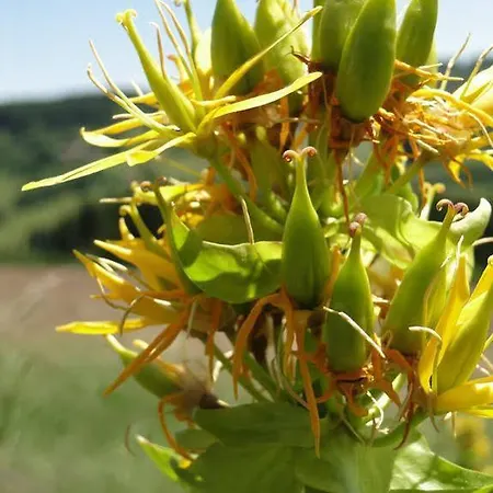 Jasserie Les Airelles 3*