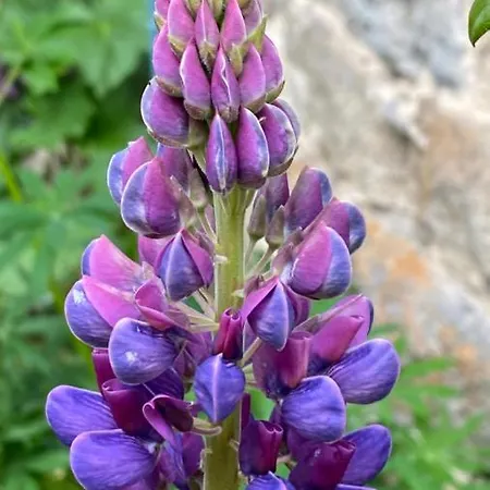 Jasserie Les Airelles Saint-Anthème