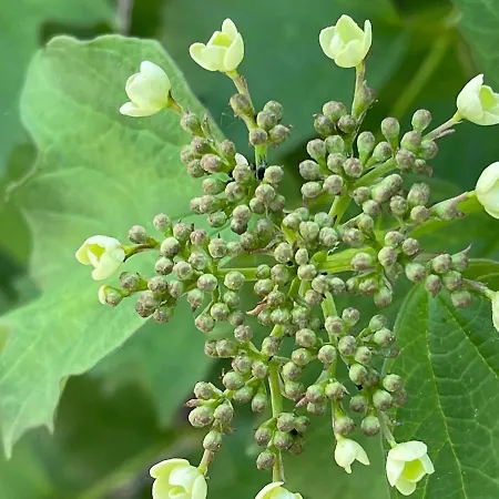 Jasserie Les Airelles Saint-Anthème