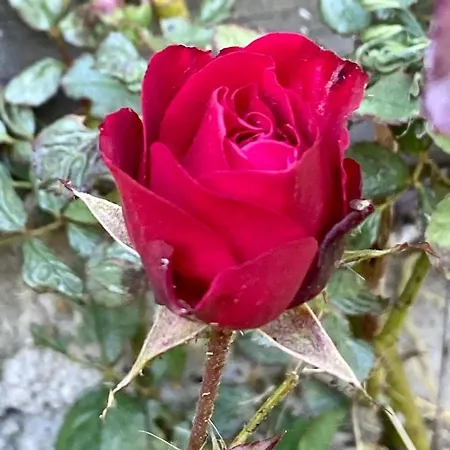 Casa de hóspedes Jasserie Les Airelles