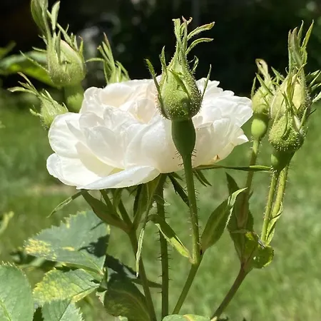 Jasserie Les Airelles Casa de hóspedes