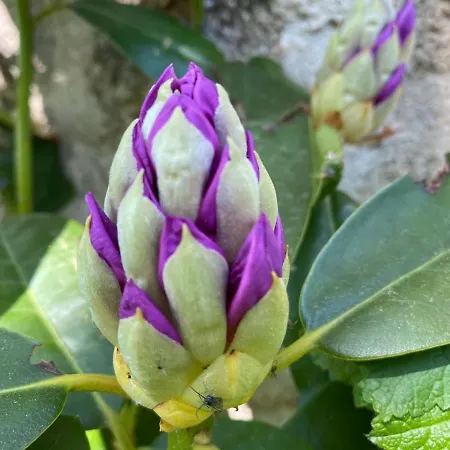 Jasserie Les Airelles 3* Saint-Anthème