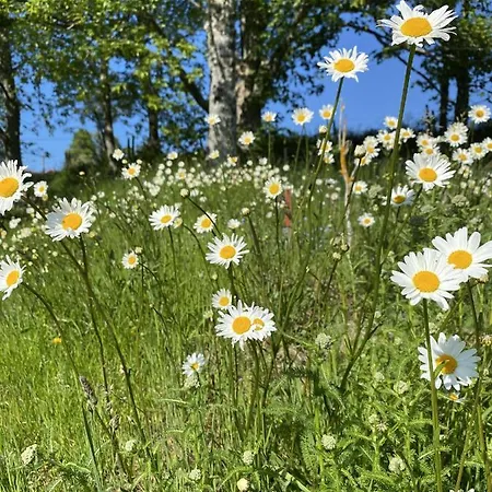 Jasserie Les Airelles Saint-Anthème
