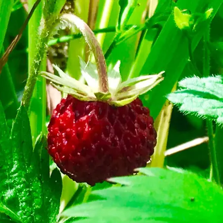 Casa de hóspedes Jasserie Les Airelles Saint-Anthème