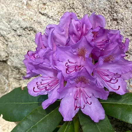 Casa de hóspedes Jasserie Les Airelles Saint-Anthème