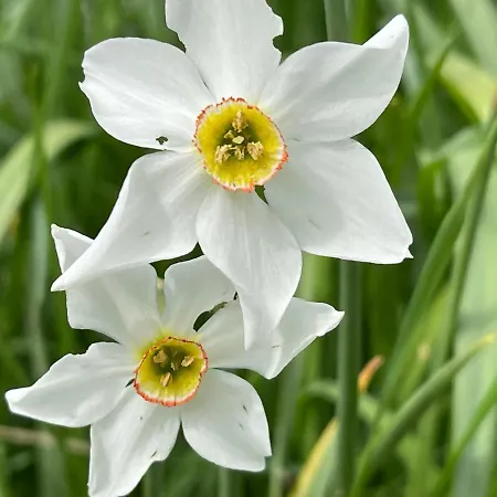 Casa de hóspedes Jasserie Les Airelles