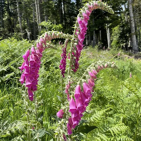 Casa de hóspedes Jasserie Les Airelles Saint-Anthème