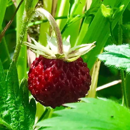 Jasserie Les Airelles 3* Saint-Anthème